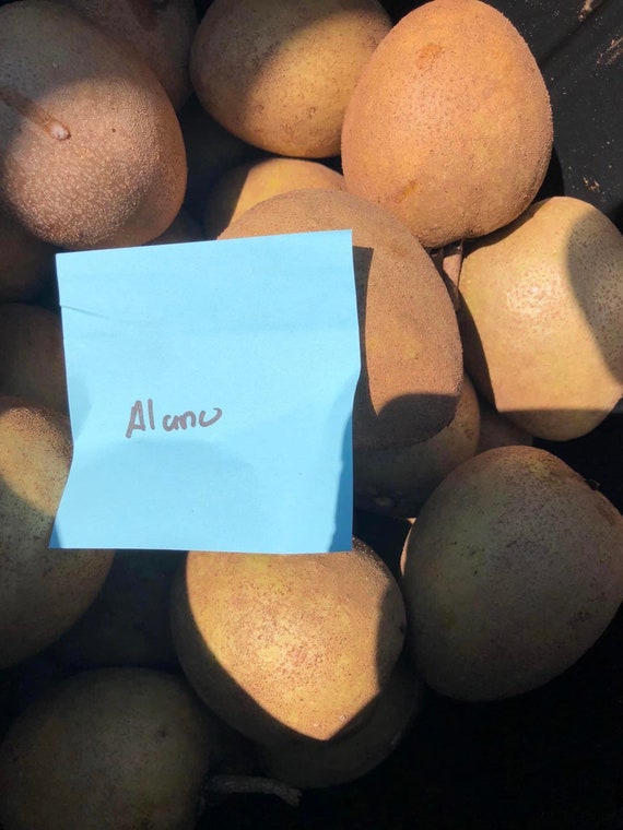 Big 15Gal ALANO SAPODILLA (Manilkara zapota)