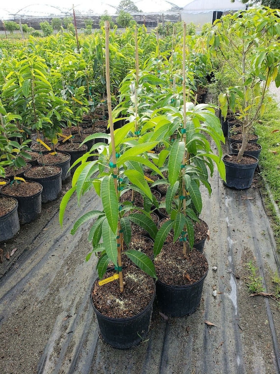 THAI PURPLE MANGO Nam-Dok-Mai Si Mueng Tree