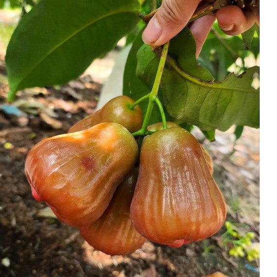 Mận Hồng Sóc Trăng Pink Wax Jambu