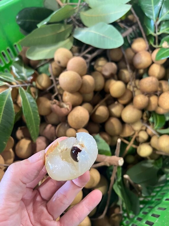 KOHALA - HAWAII LONGAN Fruit Tree. Nhãn Hawaii