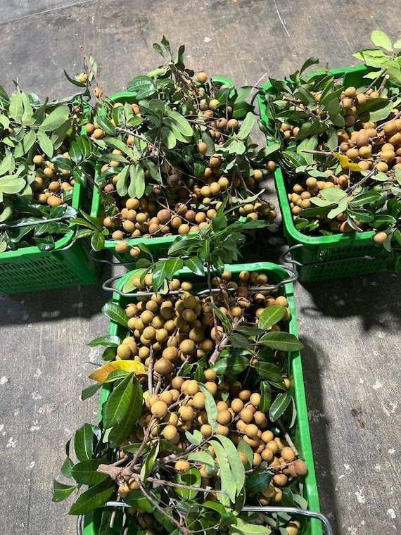 BIEWKIEW Thailand Longan. Nhãn Bắp Cải hột tiêu