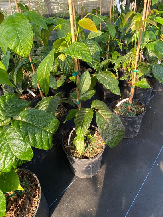 SANTOL TREE/ Cotton Fruit Tree/ Quả Bông