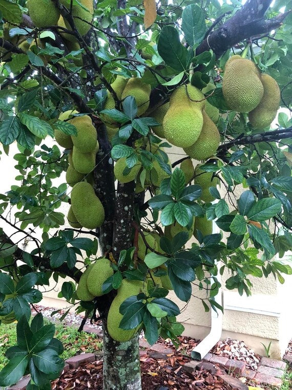 Grafted JACKFRUIT Tree - Cheena Variety