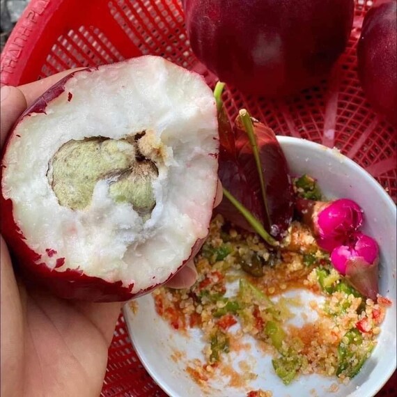 MALAY APPLE Tree/ Red Mountain Apple/ Syzygium malaccense/ Pomarrosa/ Cây Mận Điều