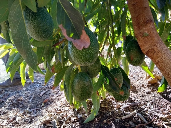 Dwarf SUPER HASS Avocado Tree