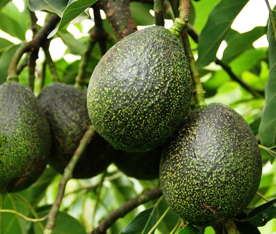 HASS Avocado Tree