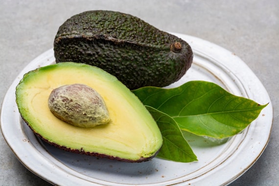 HASS Avocado Tree