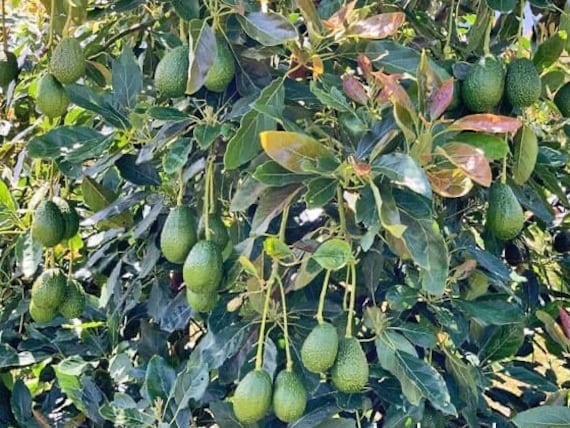 HASS Avocado Tree