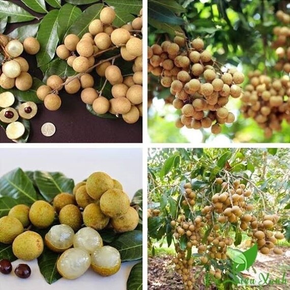 BIEWKIEW Thailand Longan. Nhãn Bắp Cải hột tiêu