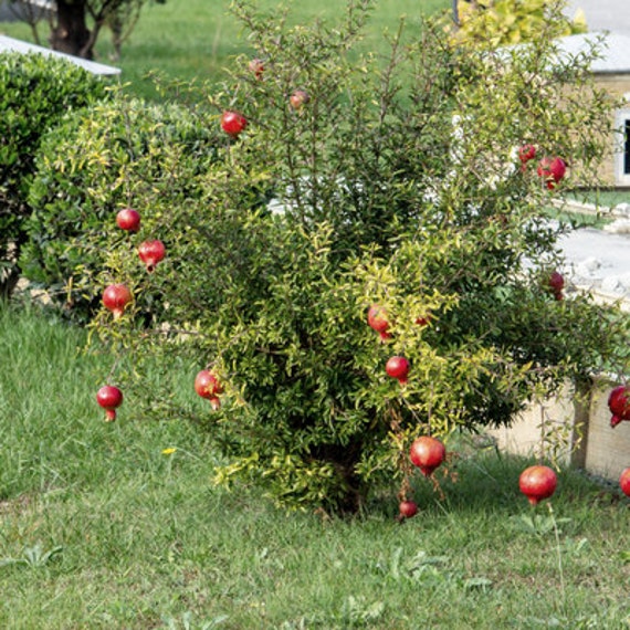 POMEGRANATE Tree-Red Vietnamese Variety