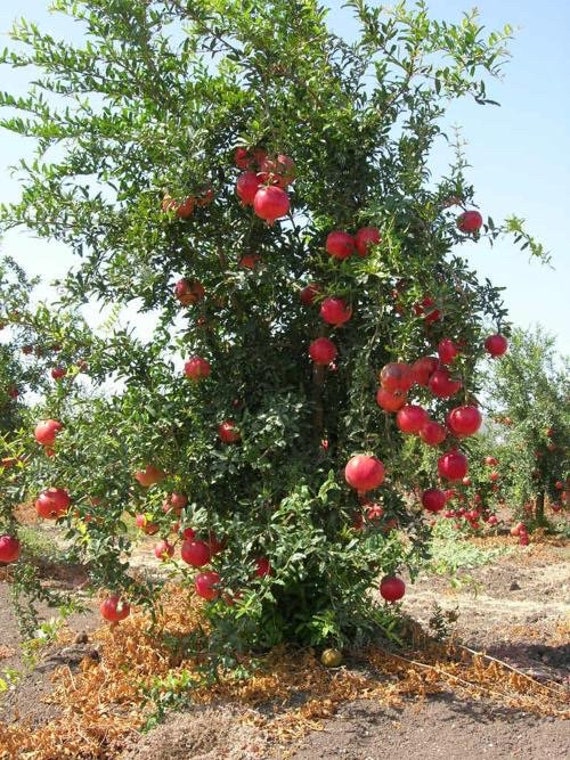 POMEGRANATE Tree-Red Vietnamese Variety