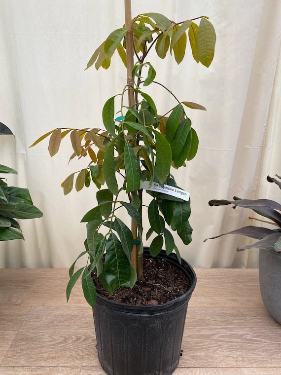 SRI-CHOMPOO LONGAN Fruit Tree. Nhãn hạt tiêu siêu nhỏ