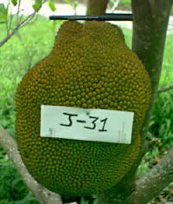 Dwarf Grafted JACKFRUIT Tree J-31 Sweet Firm Variety. Mít Thái. Ship in 3Gal Container