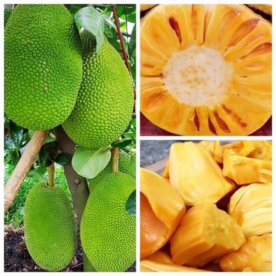 Dwarf Grafted JACKFRUIT Tree J-31 Sweet Firm Variety. Mít Thái. Ship in 3Gal Container