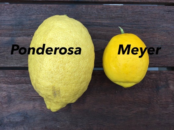 PONDEROSA LEMON Tree