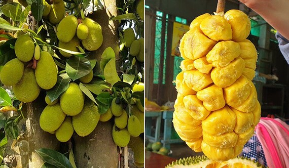 Grafted JACKFRUIT Tree - Cheena Variety