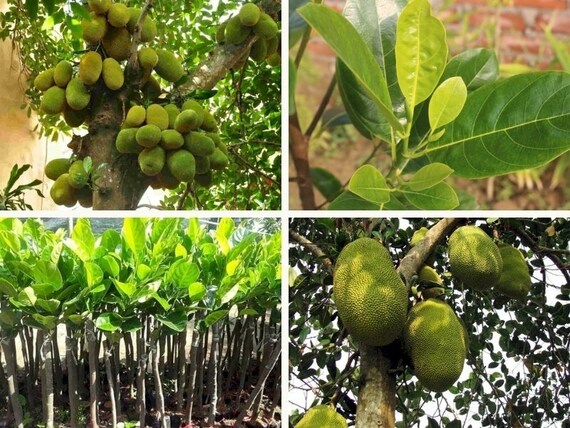 Grafted JACKFRUIT Tree - Cheena Variety