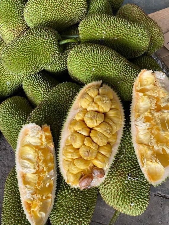 Grafted JACKFRUIT Tree - Cheena Variety