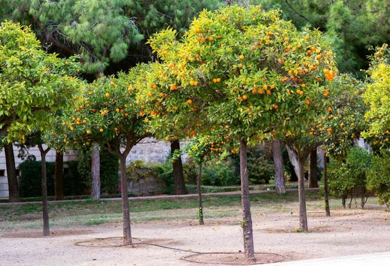 OWARI MANDARIN SATSUMA Semi Dwarf Tree