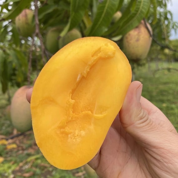 ROSIGOLD MANGO Tree