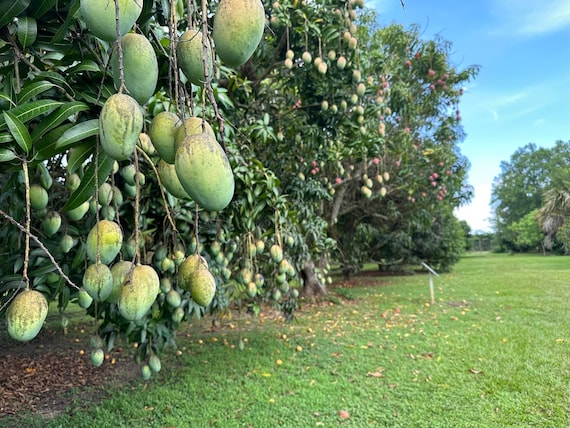 ROSIGOLD MANGO Tree