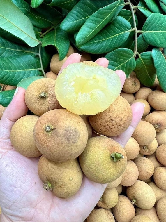 KOHALA - HAWAII LONGAN Fruit Tree. Nhãn Hawaii