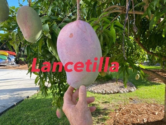 LANCETILLA Mango Tree