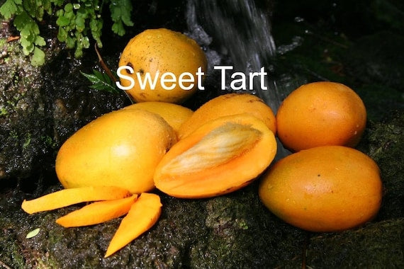 SWEET TART Mango Tree