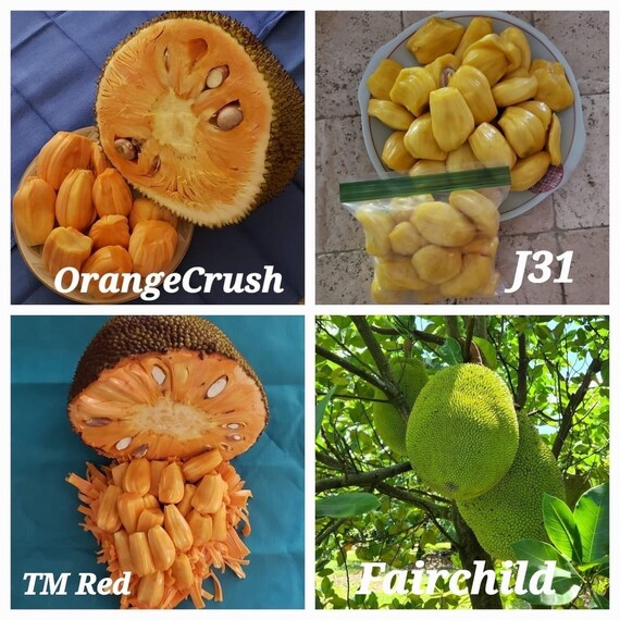 Dwarf Grafted JACKFRUIT Tree J-31 Sweet Firm Variety. Mít Thái. Ship in 3Gal Container