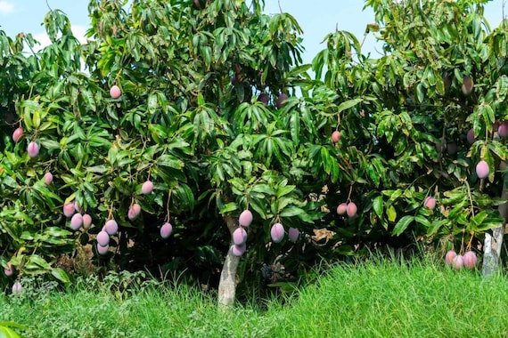 THAI PURPLE MANGO Nam-Dok-Mai Si Mueng Tree