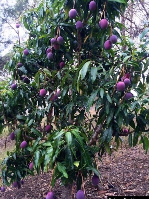 THAI PURPLE MANGO Nam-Dok-Mai Si Mueng Tree