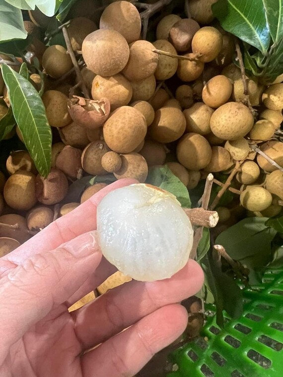 BIEWKIEW Thailand Longan. Nhãn Bắp Cải hột tiêu