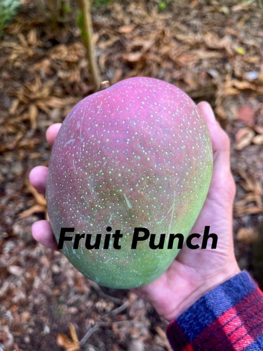 FRUIT PUNCH MANGO Tree