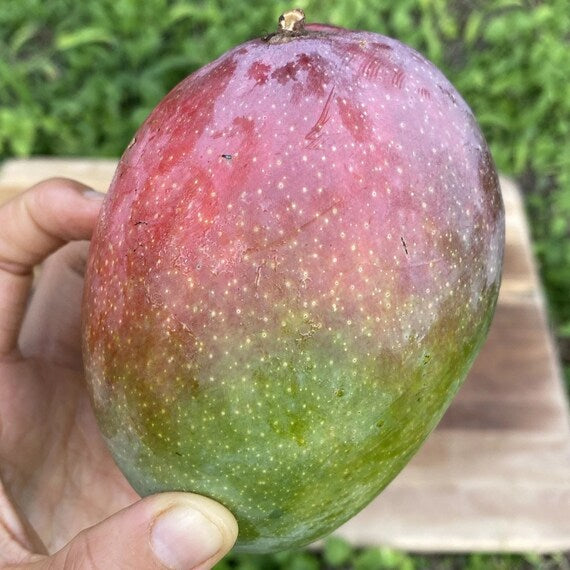 FRUIT PUNCH MANGO Tree