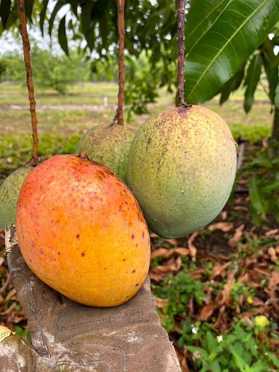 COCONUT CREAM Semi Dwarf Mango Tree