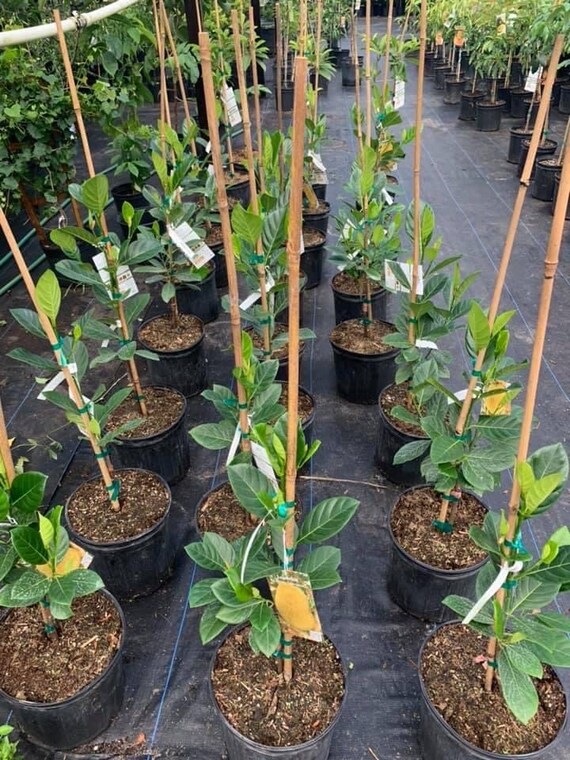 JACKFRUIT Grafted Tree - Lemon Gold Rare Variety