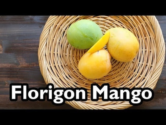 FLORIGON Mango Tree