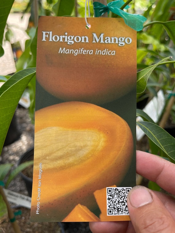 FLORIGON Mango Tree