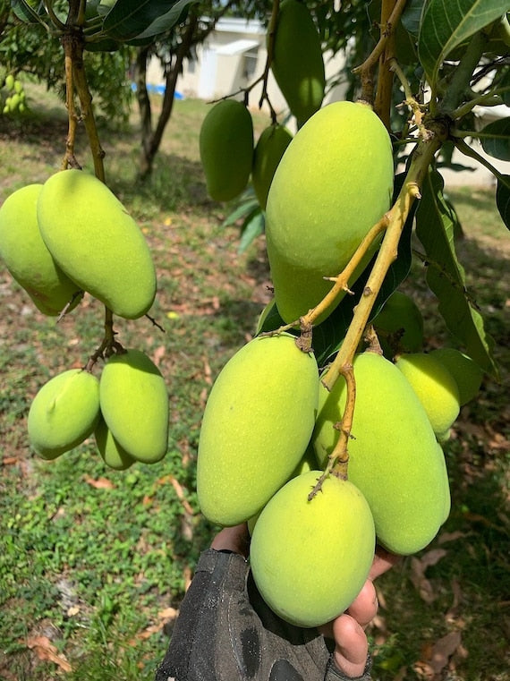 LEMON MERINGUE (Po Pyu Kalay) Mango Tree
