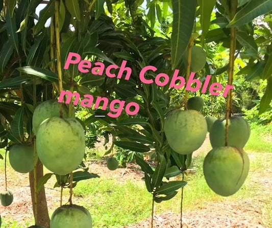 PEACH COBBLER Mango Tree