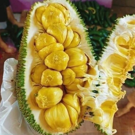 Grafted JACKFRUIT Tree - Cheena Variety