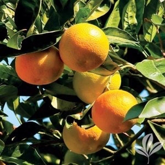 PONKAN Dwarf Tangerine Citrus Tree