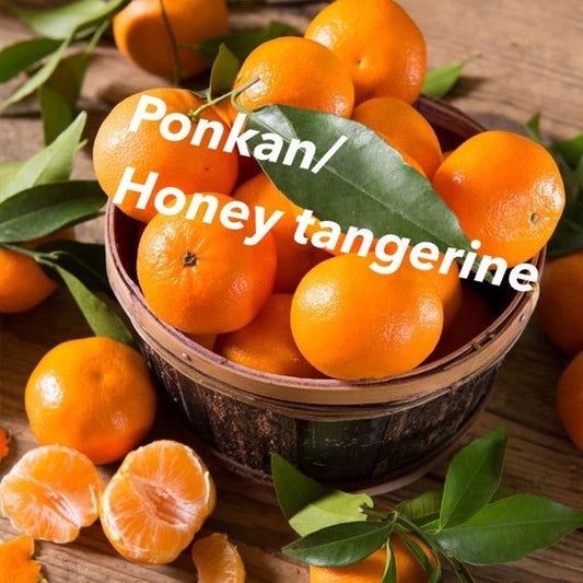 PONKAN Dwarf Tangerine Citrus Tree
