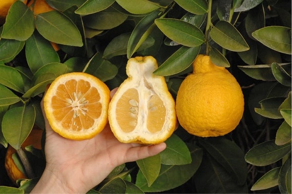 Dwarf SANBOKAN LEMON Tree