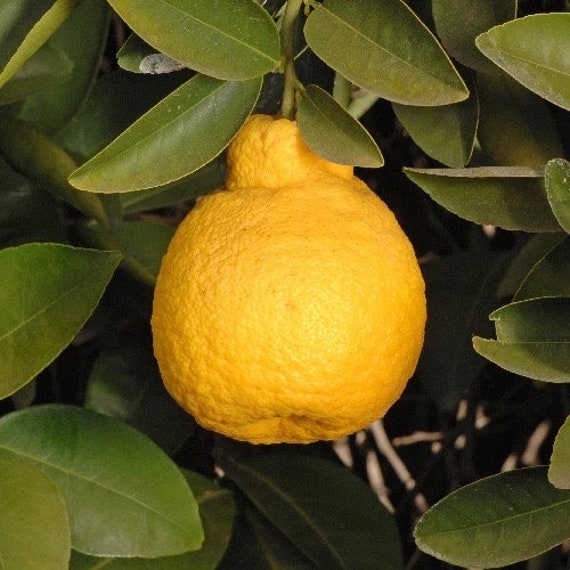 Dwarf SANBOKAN LEMON Tree