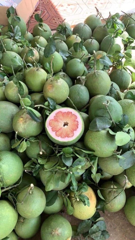 Pink POMELO/Pommelo Tree Bưởi Da Xanh Ruột Hồng