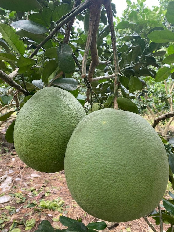 Pink POMELO/Pommelo Tree Bưởi Da Xanh Ruột Hồng