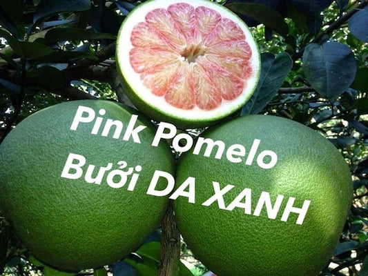 Pink POMELO/Pommelo Tree Bưởi Da Xanh Ruột Hồng