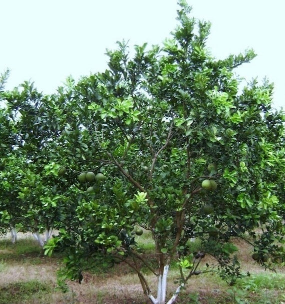 Pink POMELO/Pommelo Tree Bưởi Da Xanh Ruột Hồng