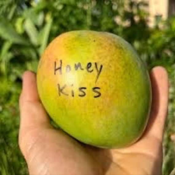 HONEY KISS Mango Tree